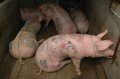 В Запорожской области, в Приморском районе вспыхнула африканская свиная чума. На дорогах посты и карантин!!!